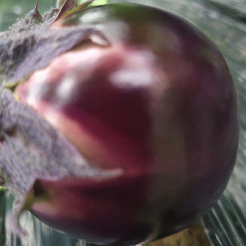 圆茄