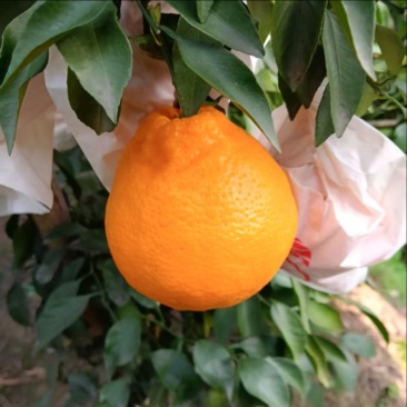 春见柑橘四川江安县耙耙柑次果小果，做果汁，或餐饮自助。