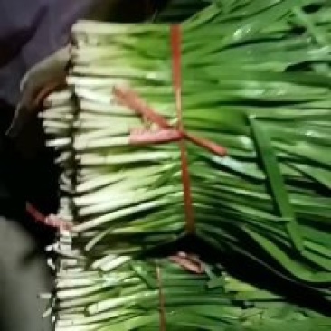 专业韭菜代办