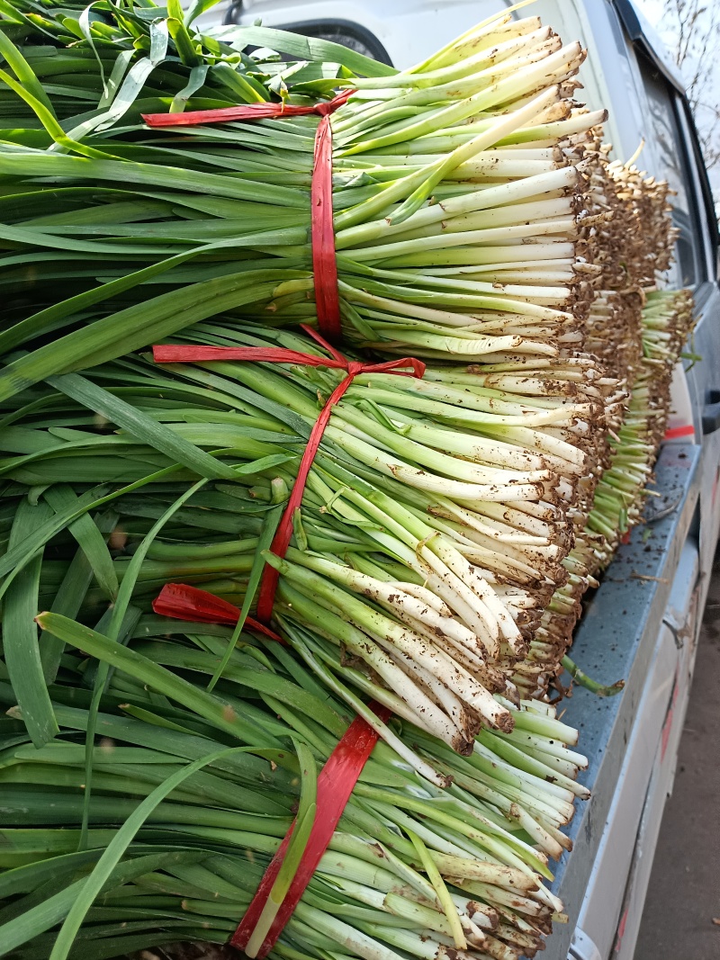 专业韭菜代办