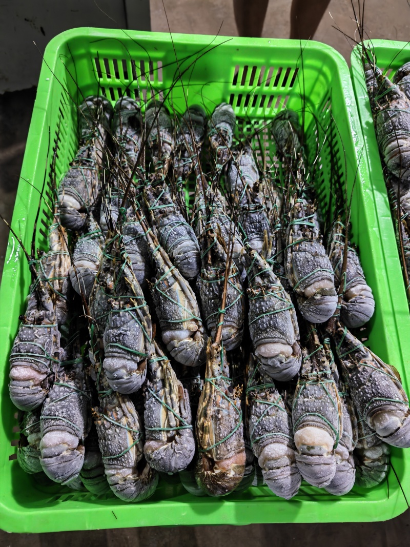 A级品质刺身级小青龙干冰/冰衣/保鲜膜统货100-500规格