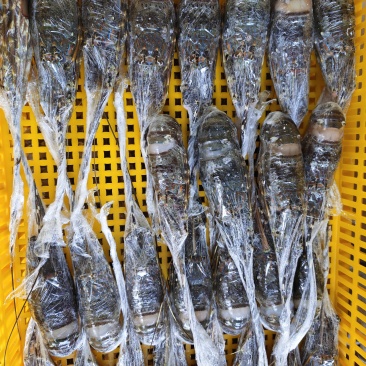 A级品质刺身级小青龙干冰/冰衣/保鲜膜统货100-500规格
