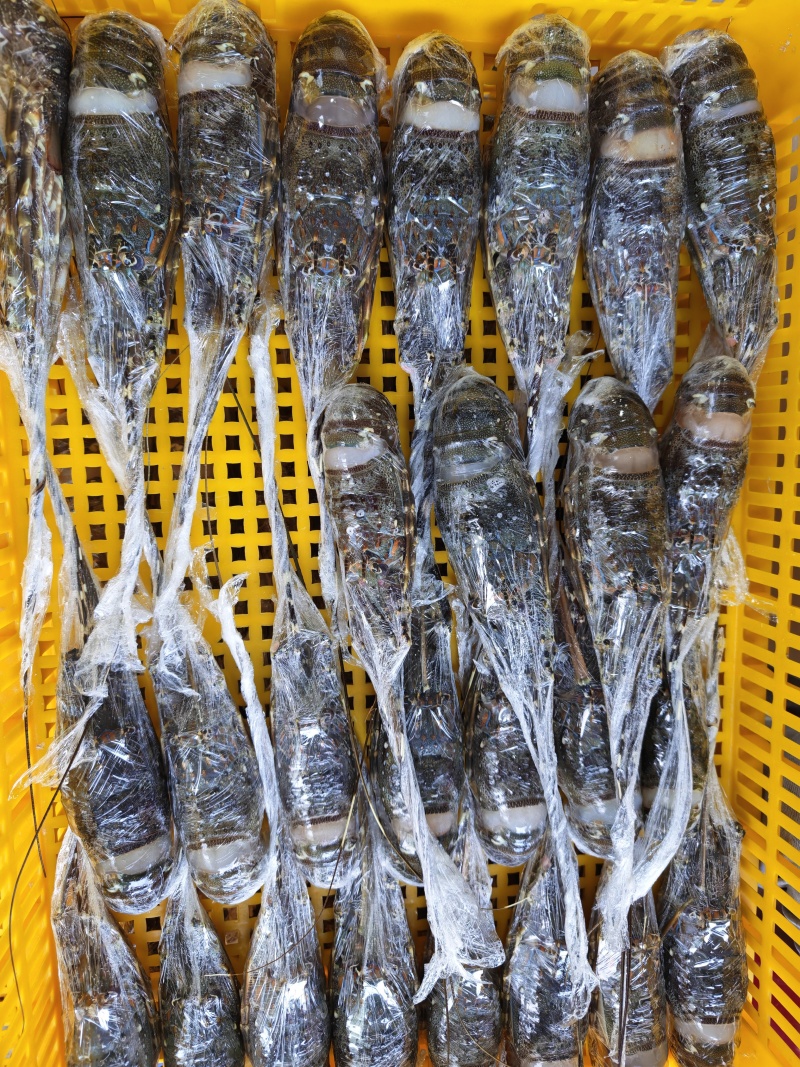 A级品质刺身级小青龙干冰/冰衣/保鲜膜统货100-500规格