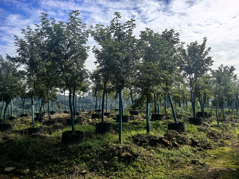 多花黄花风铃木假植苗，另有腾地处理一千株，给钱就卖！