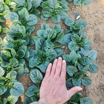 精品趴地菠菜