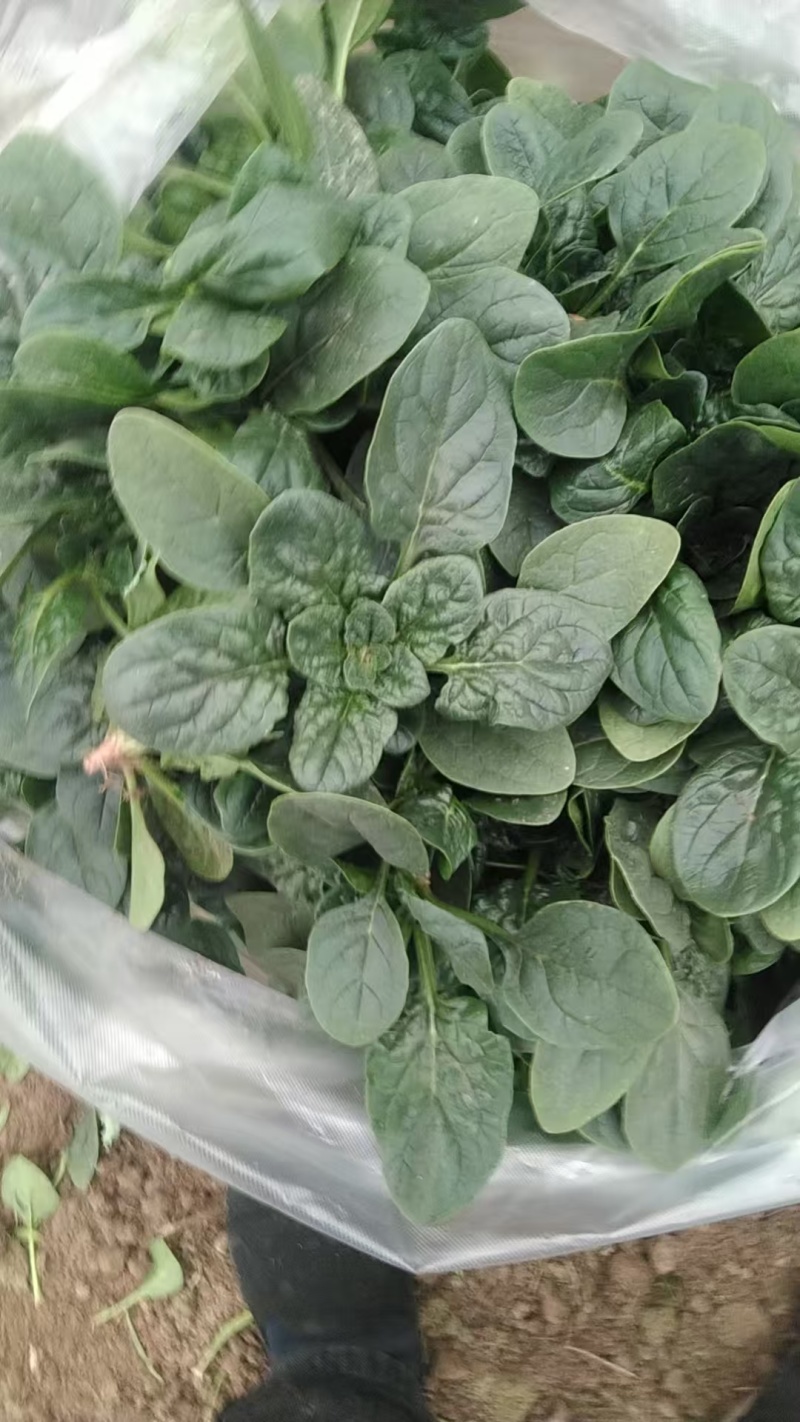 精品趴地菠菜