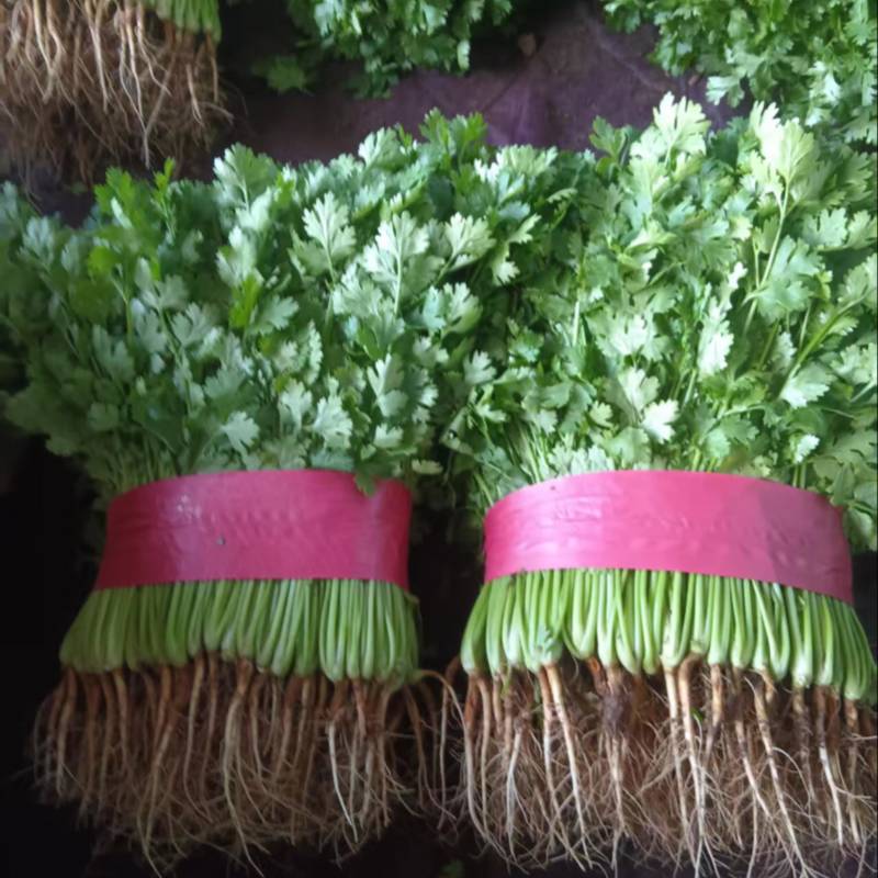 河南安阳精品大叶香菜/对接商超/量大从优/产地直发