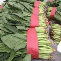 安阳精品大叶菠菜/量大从优/产地直发/诚信经营/欢迎咨询