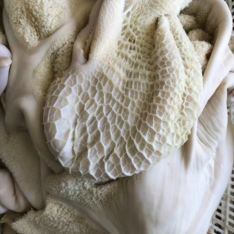 水褪生牛肚带金钱肚