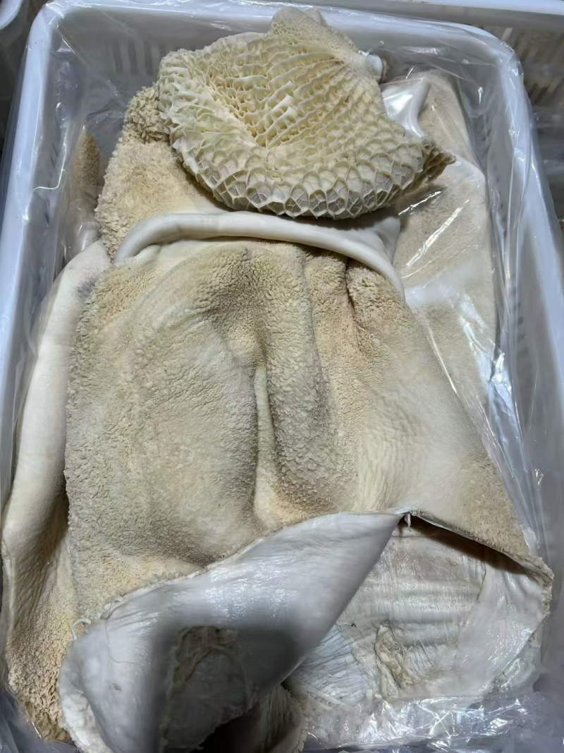 水褪生牛肚带金钱肚