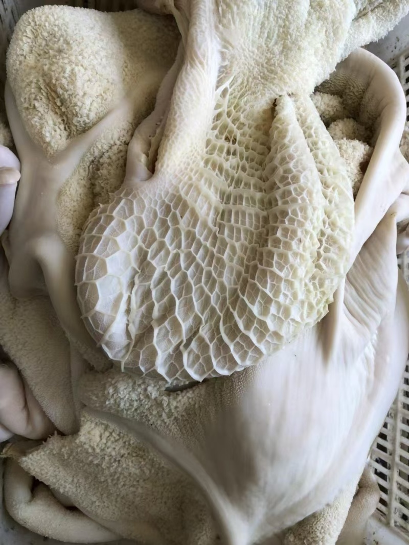 水褪生牛肚带金钱肚