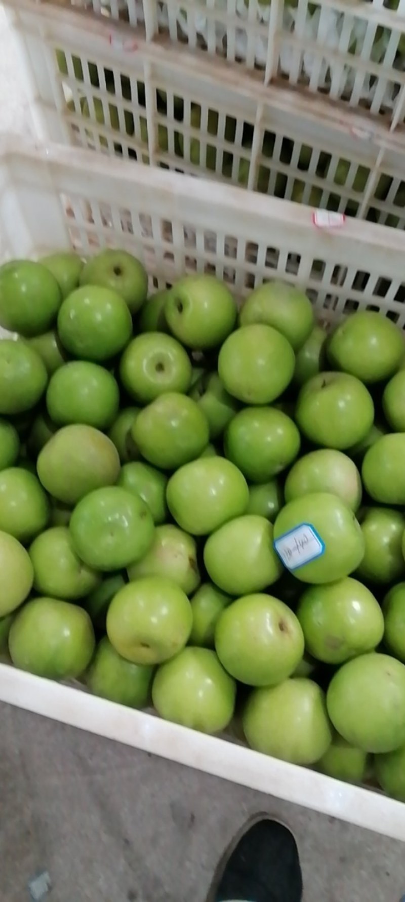 西双版纳苹果枣