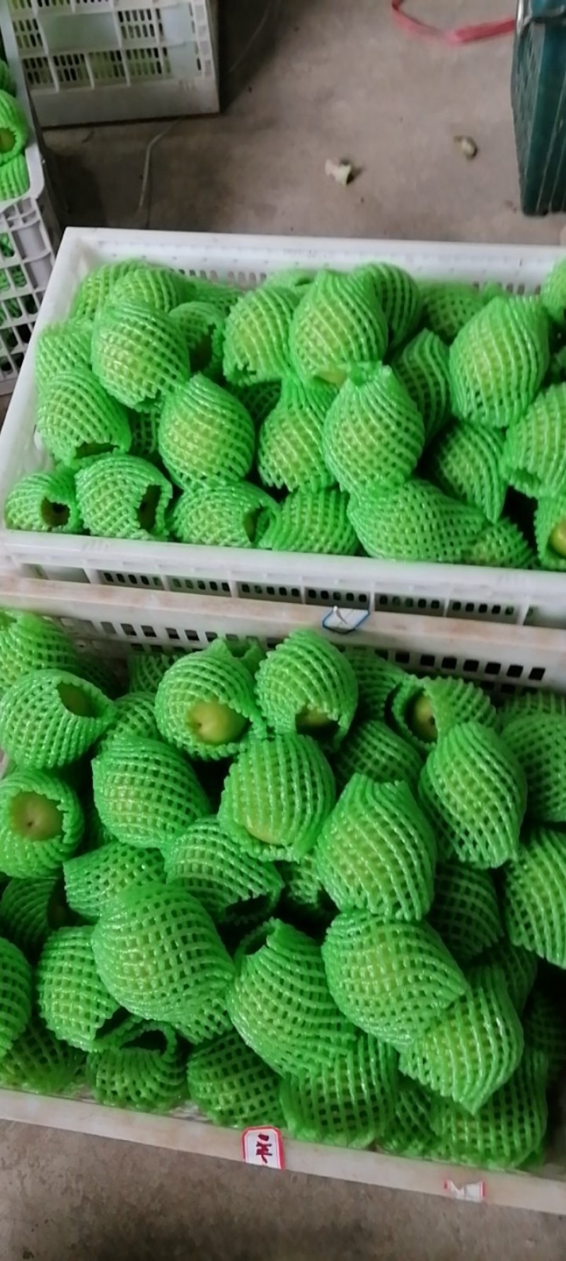 西双版纳苹果枣