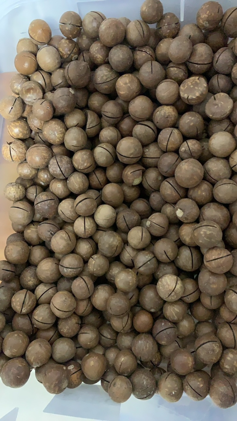 夏威夷果各种规格电商一件代发