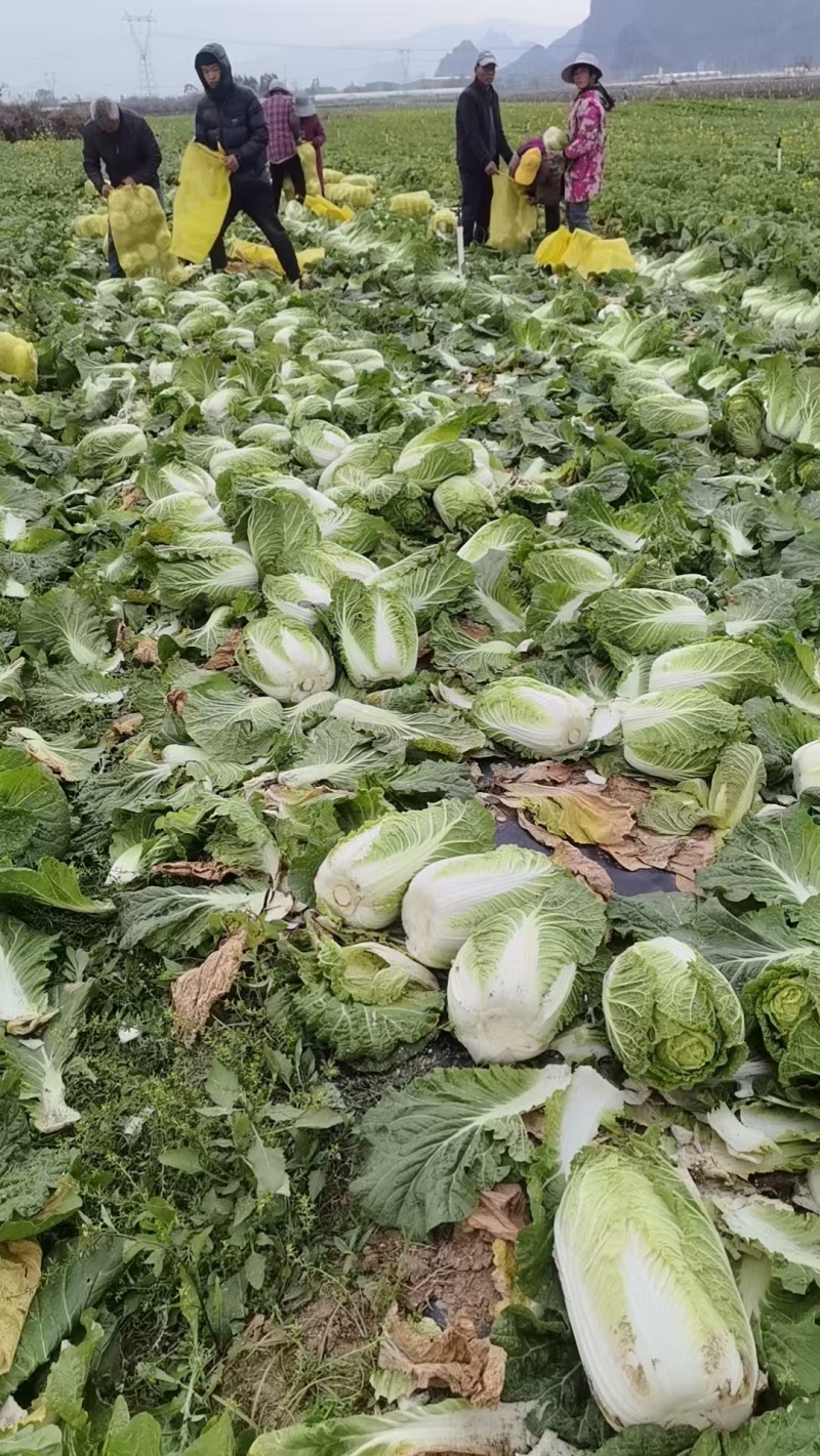 黄心白菜，散装黄心白菜，湖北黄心白菜，广西白菜