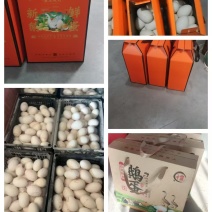 盛源农产品，三花种蛋，商品蛋
