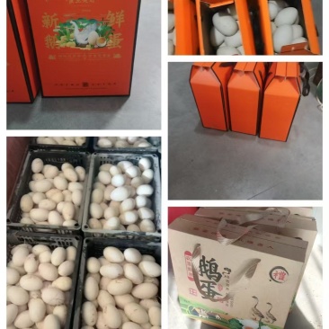 盛源农产品，三花种蛋，商品蛋