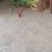 红根蒜苗