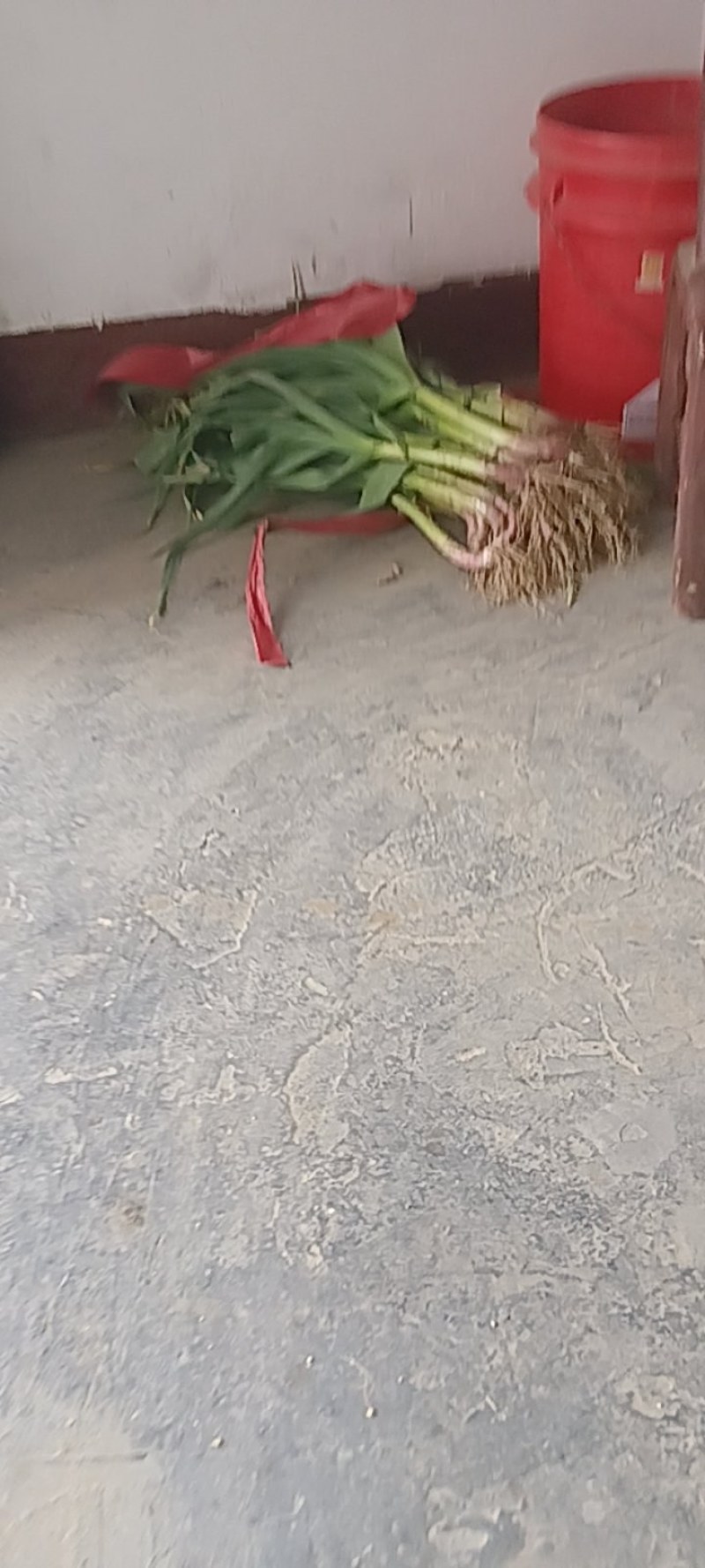 红根蒜苗