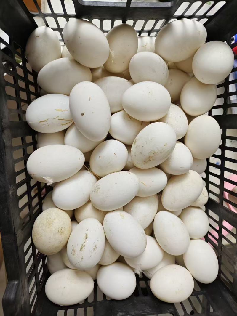 农家土鹅蛋，鲜鹅蛋