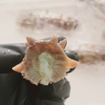 辽参