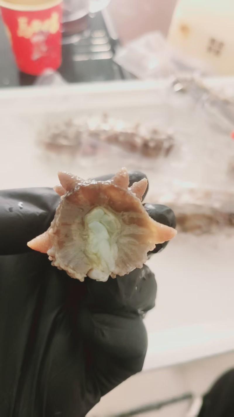 辽参
