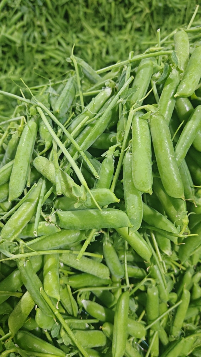 精品豌豆