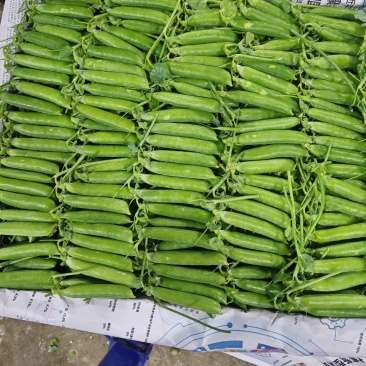 精品豌豆