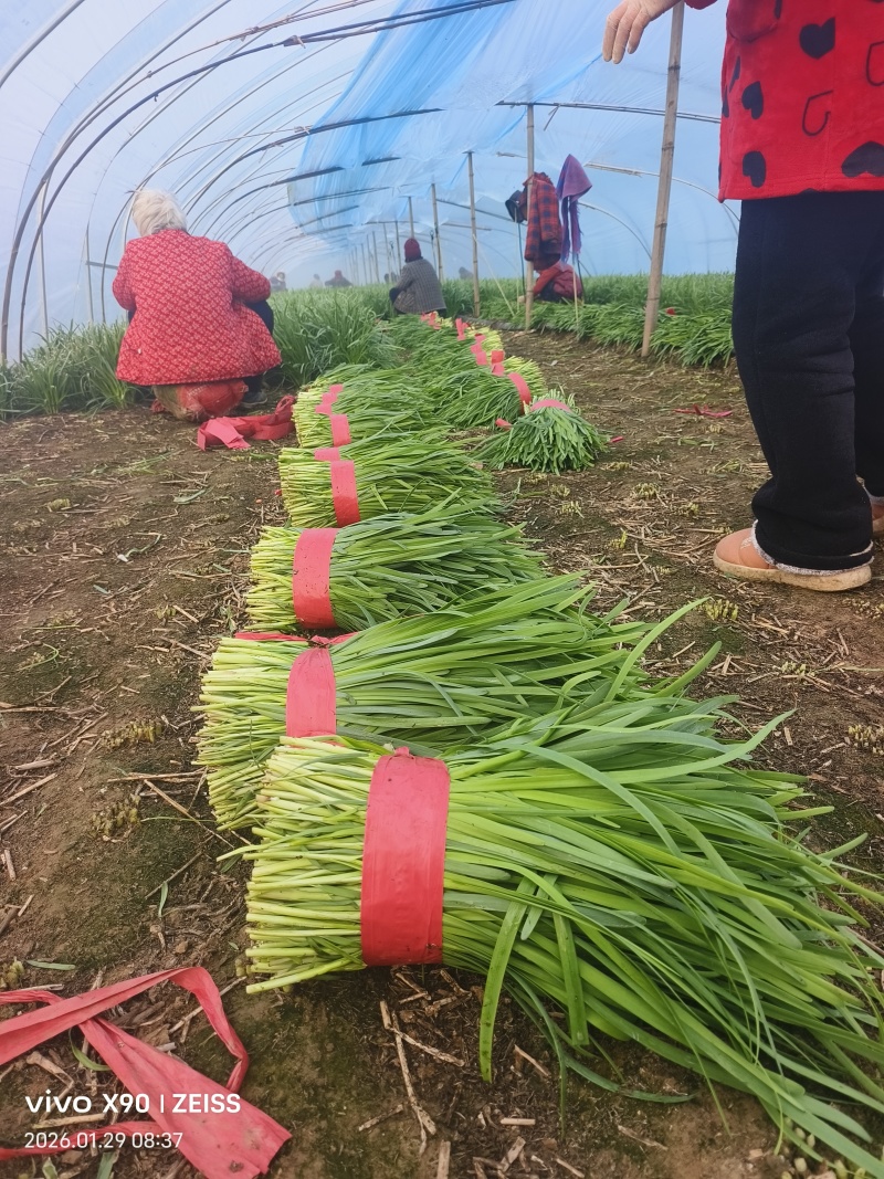 河南商丘本地，头刀韭菜大量有货