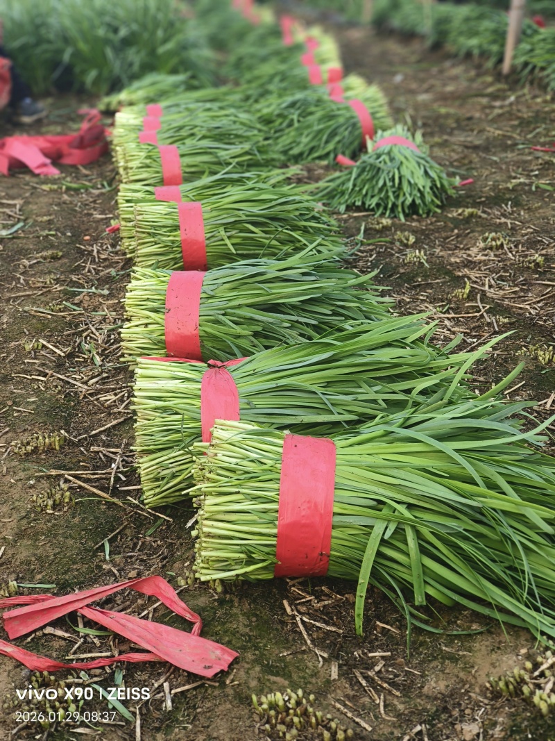 河南商丘本地，头刀韭菜大量有货