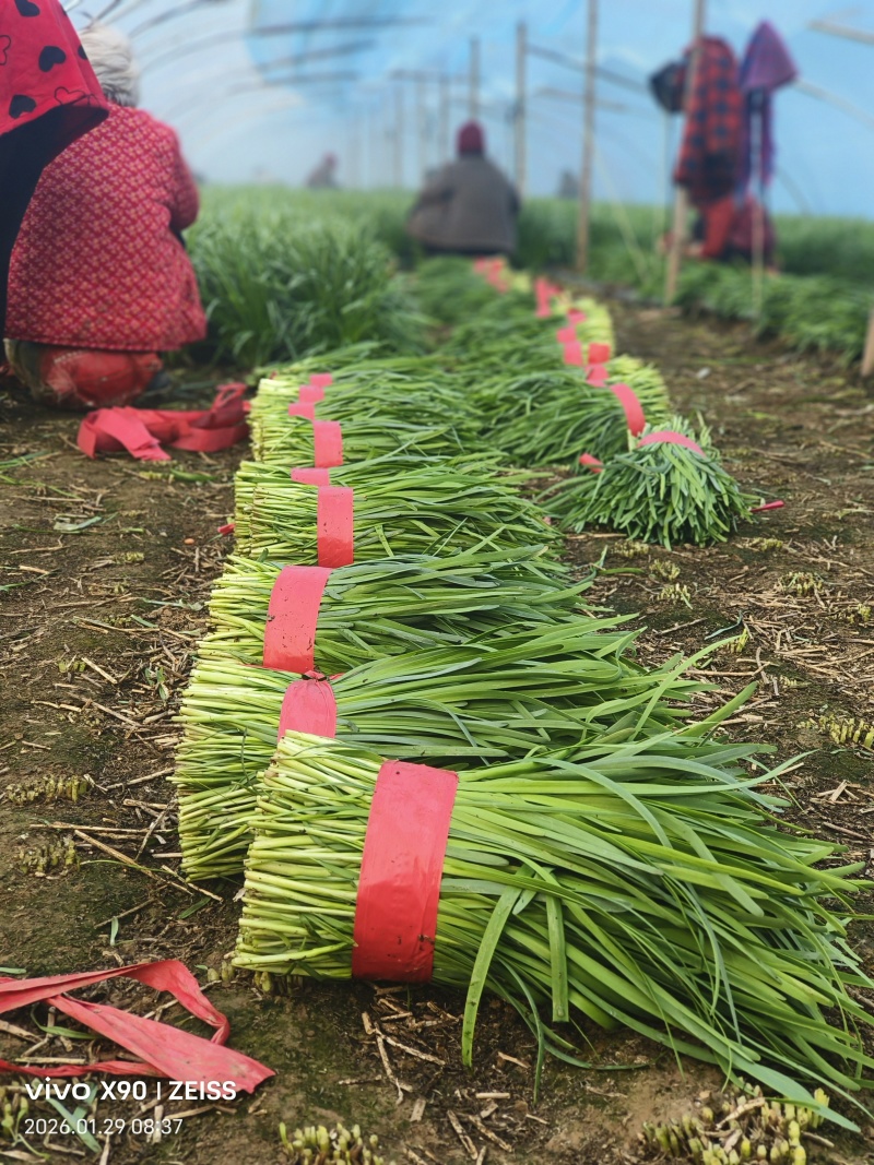 河南商丘本地，头刀韭菜大量有货