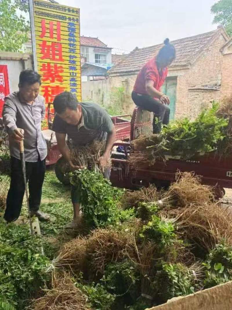 找紫穗槐苗、刺槐或杯苗？川姐大量供应，规格多样，品质保证