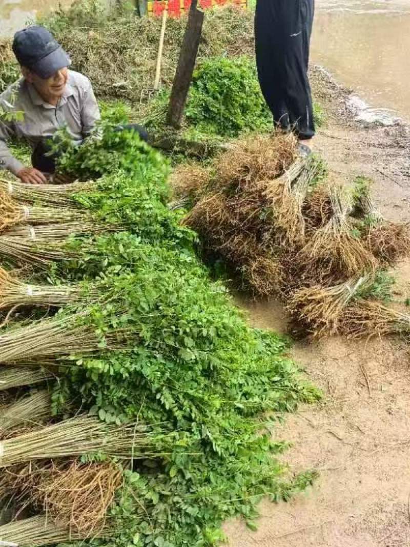 找紫穗槐苗、刺槐或杯苗？川姐大量供应，规格多样，品质保证