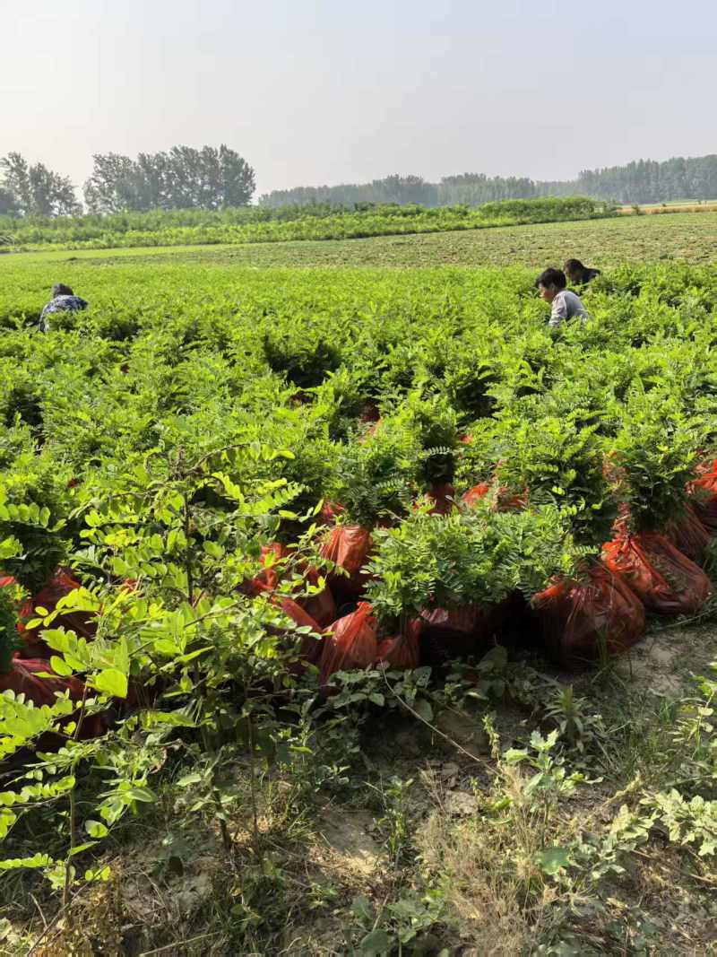 找紫穗槐苗、刺槐或杯苗？川姐大量供应，规格多样，品质保证