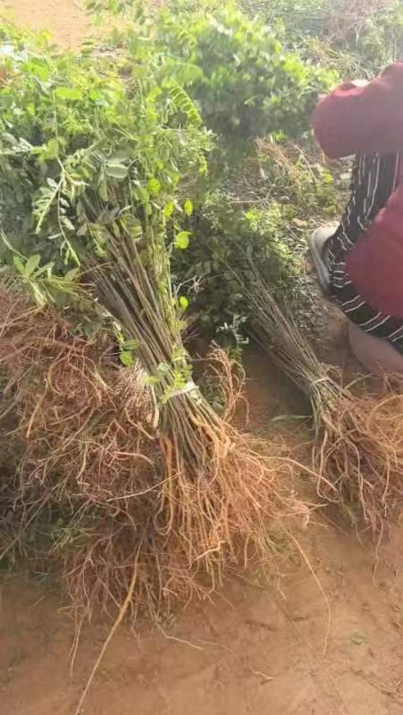 紫穗槐苗、刺槐及杯苗基地直发，规格齐全，包种包活，一站式