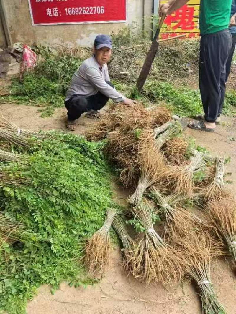 紫穗槐苗、刺槐及杯苗基地直发，规格齐全，包种包活，一站式