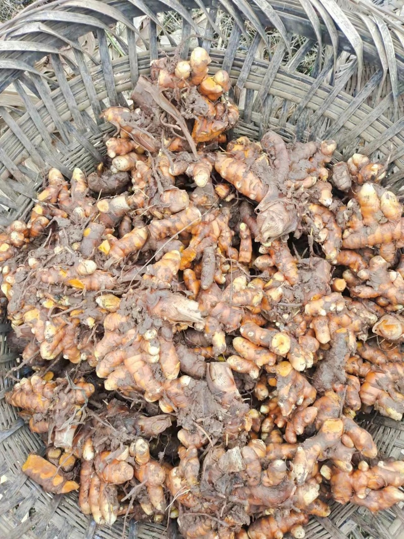 正宗麻柳场小黄姜，纯度高的很，算是驰名品牌，货源十分充足