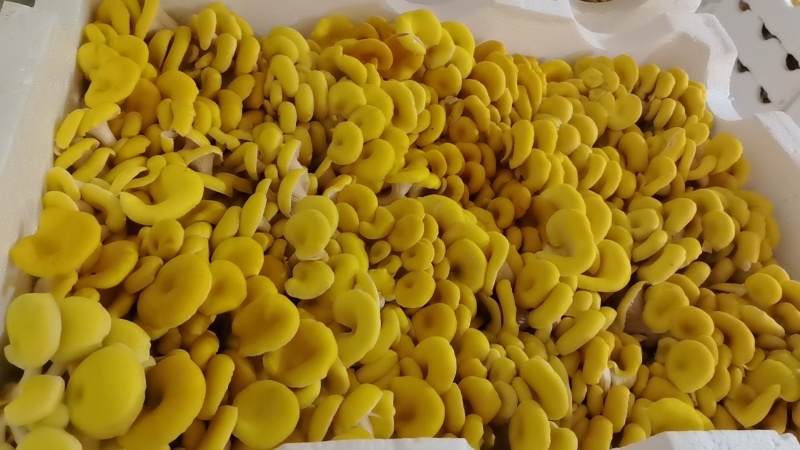鲜品榆黄菇场地直发