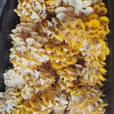 鲜品榆黄菇场地直发
