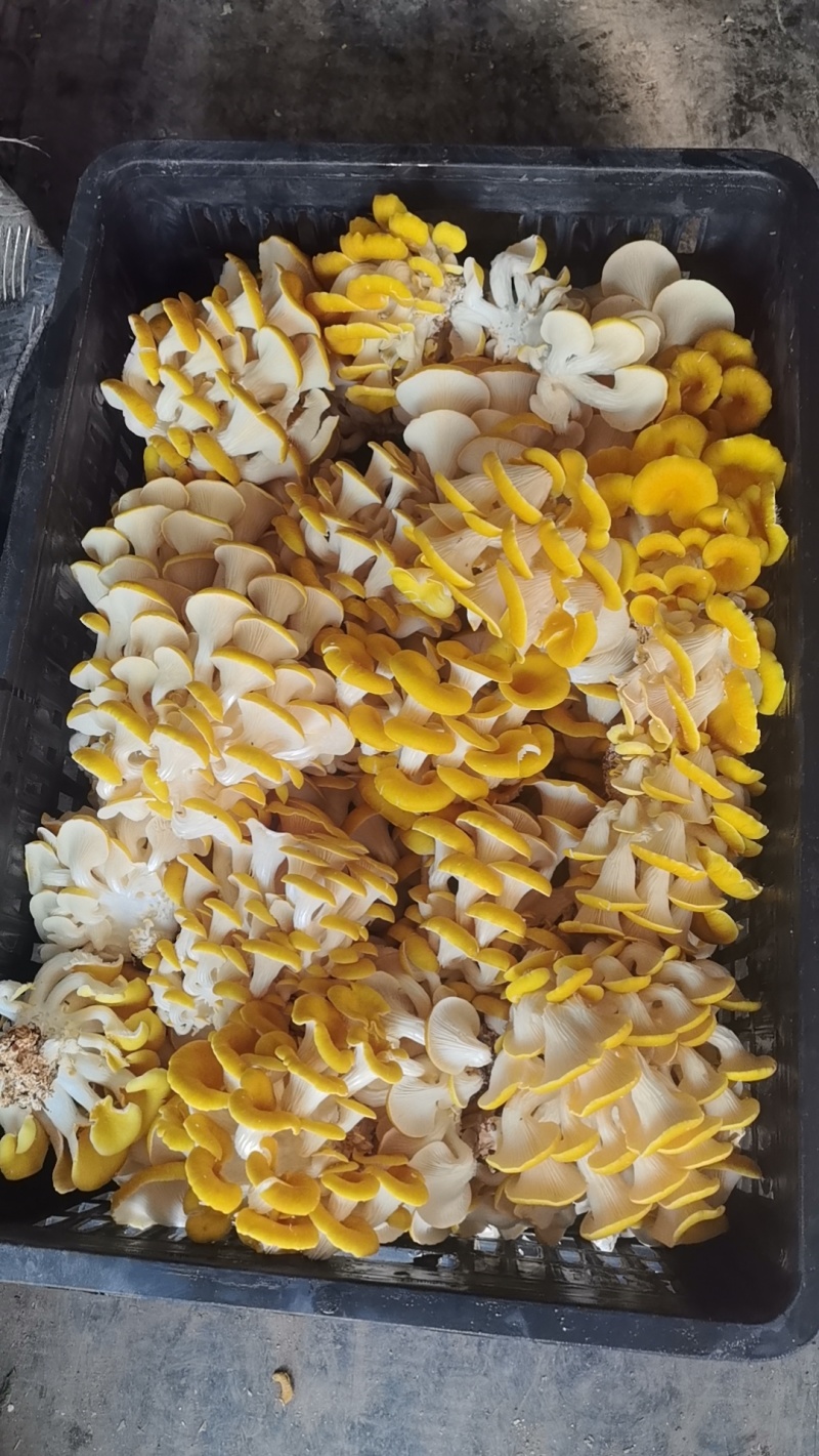 鲜品榆黄菇场地直发