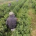 2026年安吉白茶茶青出售，贵州省金沙县