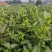 2026年安吉白茶茶青出售，贵州省金沙县