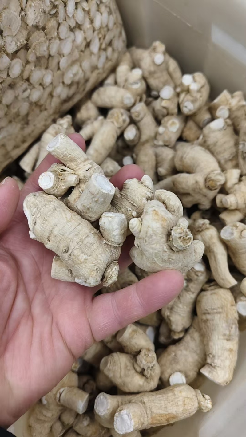 西洋参，粒头规格齐全，实物拍摄货真价实如假包换批发零售