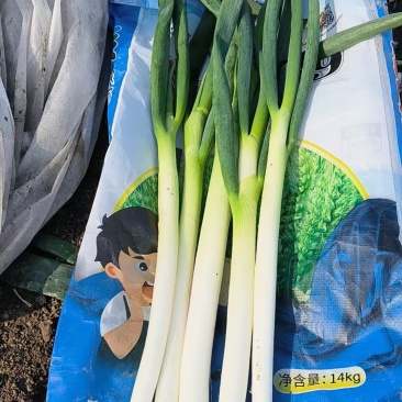钢葱麦茬大葱