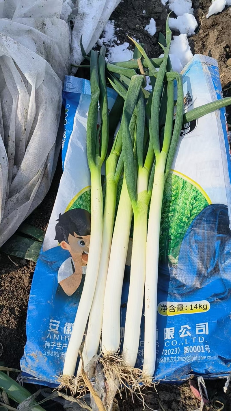钢葱麦茬大葱