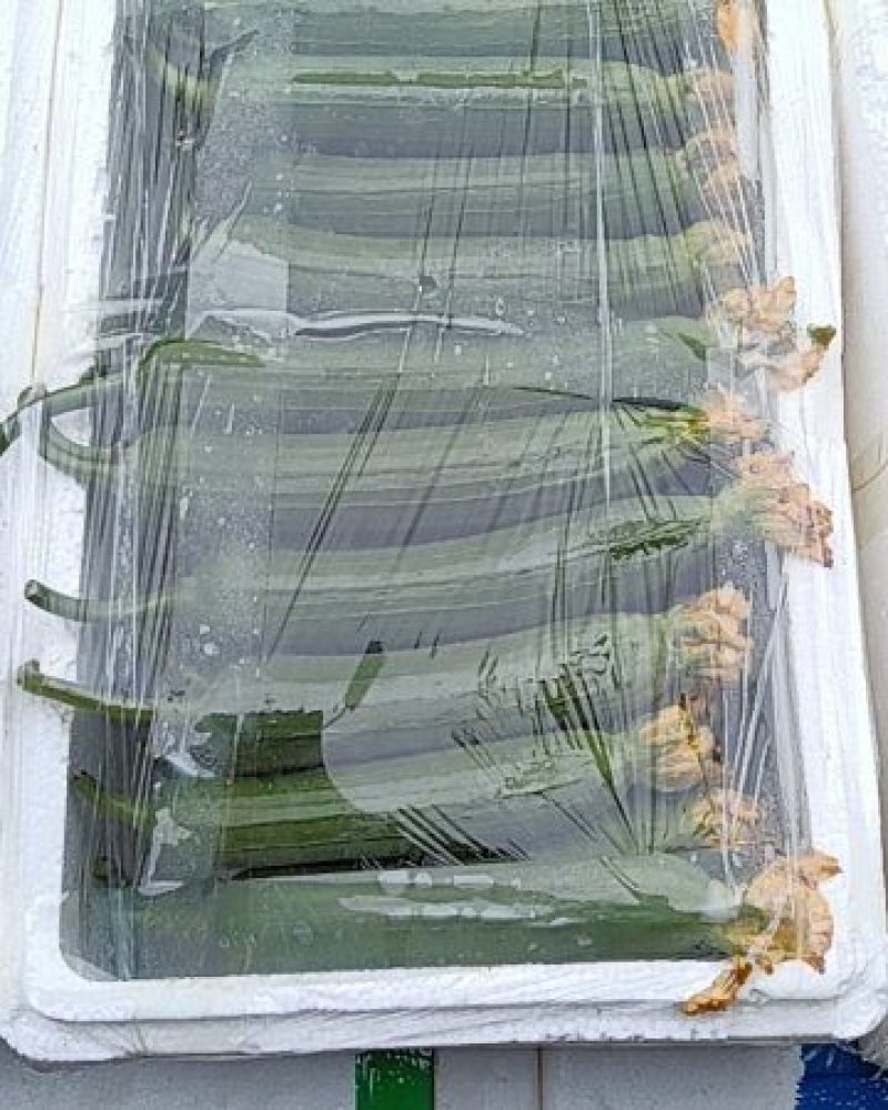 油皮丝瓜