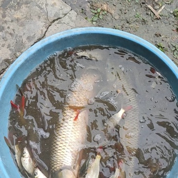 农村水塘自养草鱼，不喂饲料，常年喂养杂草的本地草鱼。
