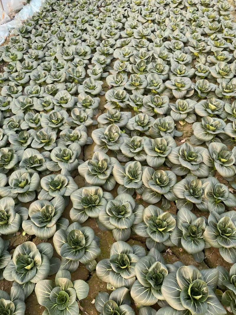 精品矮脚黑菜常年出售南通精品黑菜**精品诚信合作，