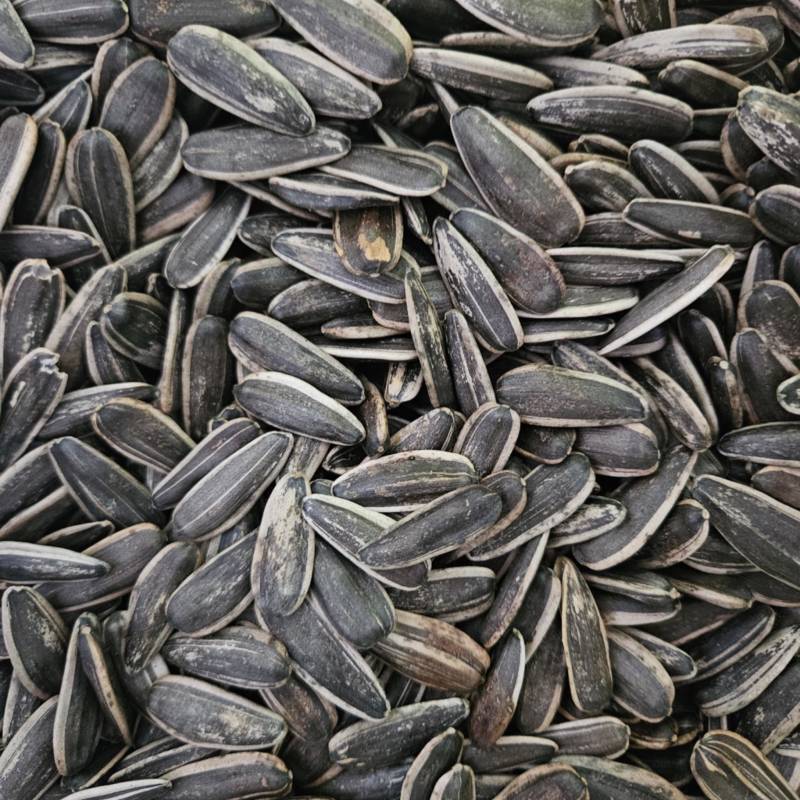 瓜子原味五香批发支持代发