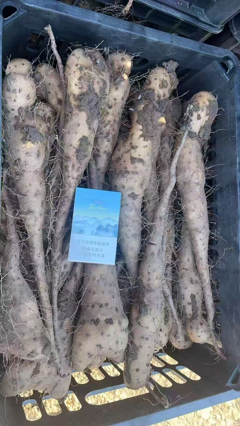 白玉山药豆苗现货供应货源充足需要的联系价格美丽